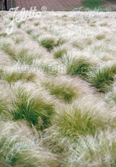 STIPA tenuissima, Kavyľ chvostíkový cca.20 semien